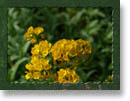 Spring Collection Framed Backgrounds