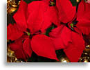 Christian Christmas Backgrounds - 