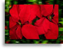 Christian Christmas Backgrounds - 