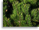 Christian Christmas Backgrounds - 